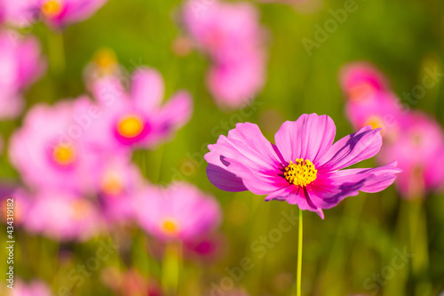 Beautiful pink color cosmos  Mexican aster  flower background