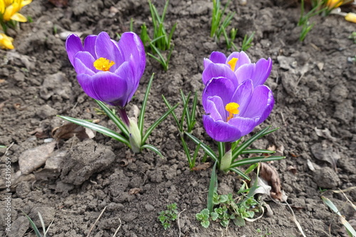 Bright purple flowers of crocuses in March (three items)