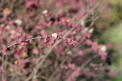 Coralberry photo