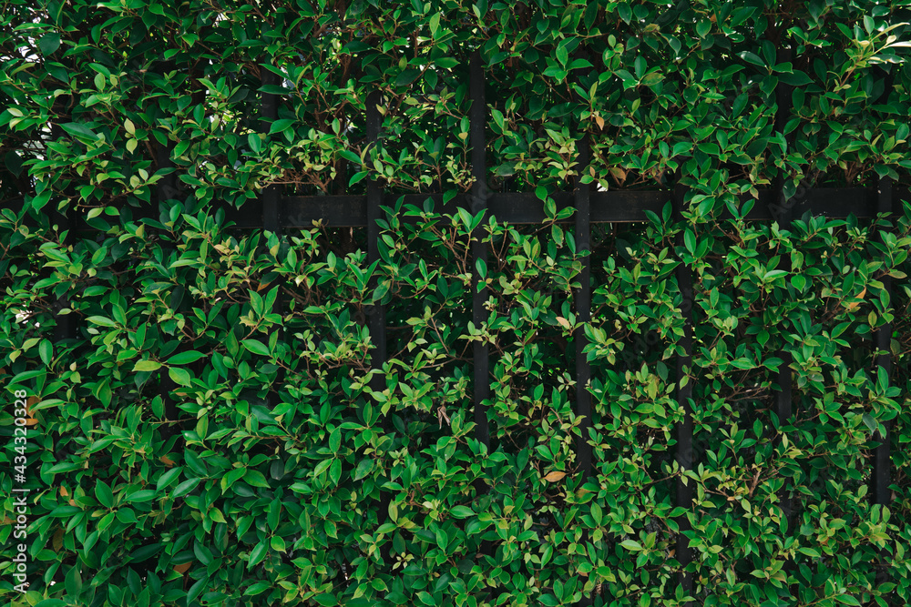 leaf texture background