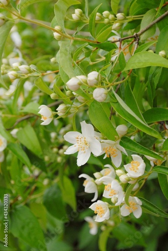 jasmine blossom 