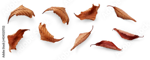 A collection of dried, dry autumn tree leaves isolated on a white background for autumn designs. High Resolution.