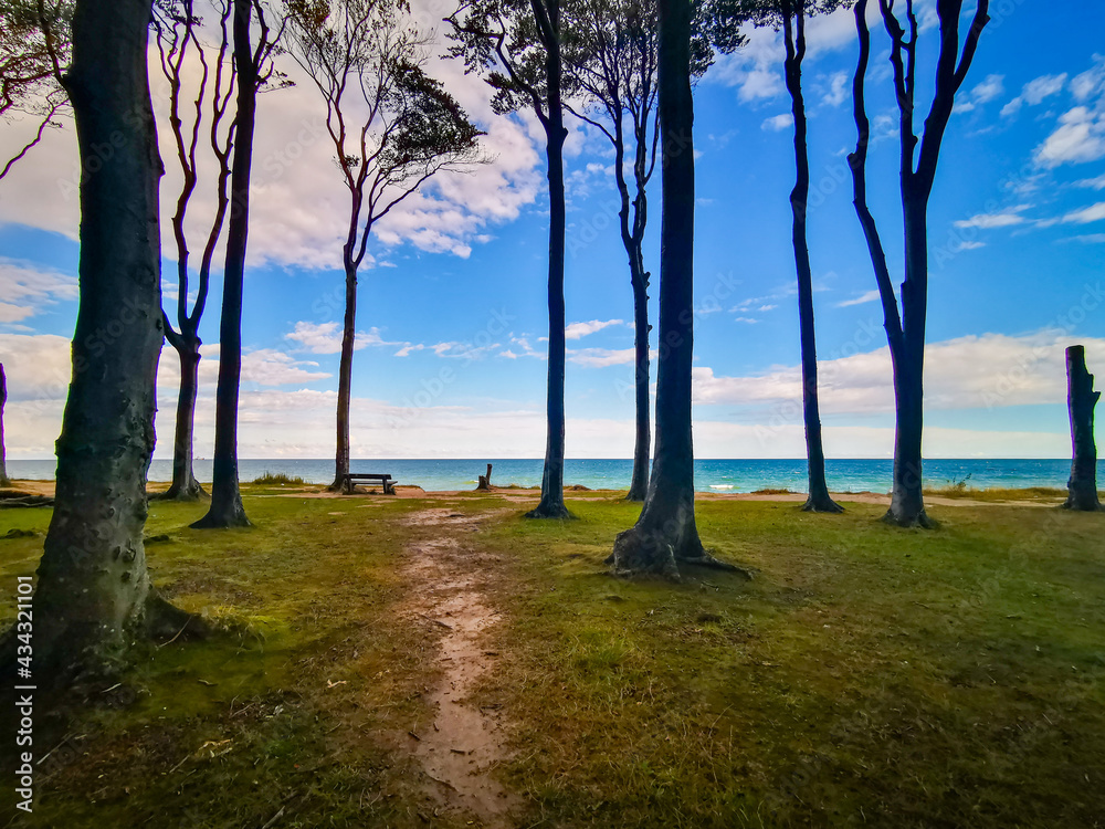 trees next to the baltic sea in germany trees next to the baltic sea in germany