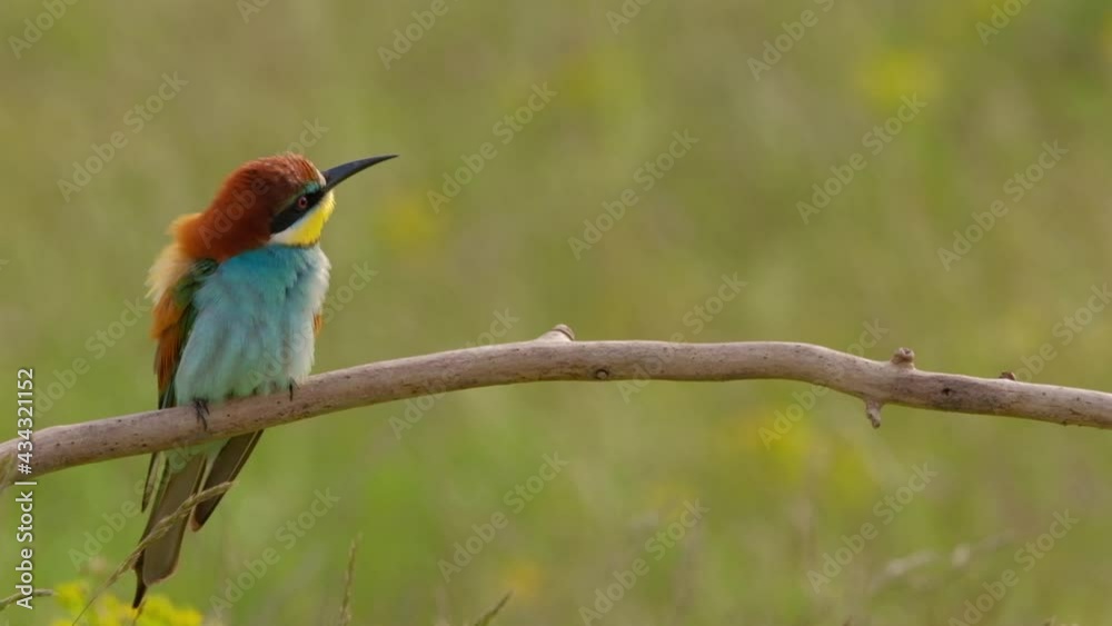 Colorful bee-eater on tree branch, against of yellow flowers background Colorful bee-eater on tree branch, against of yellow flowers background