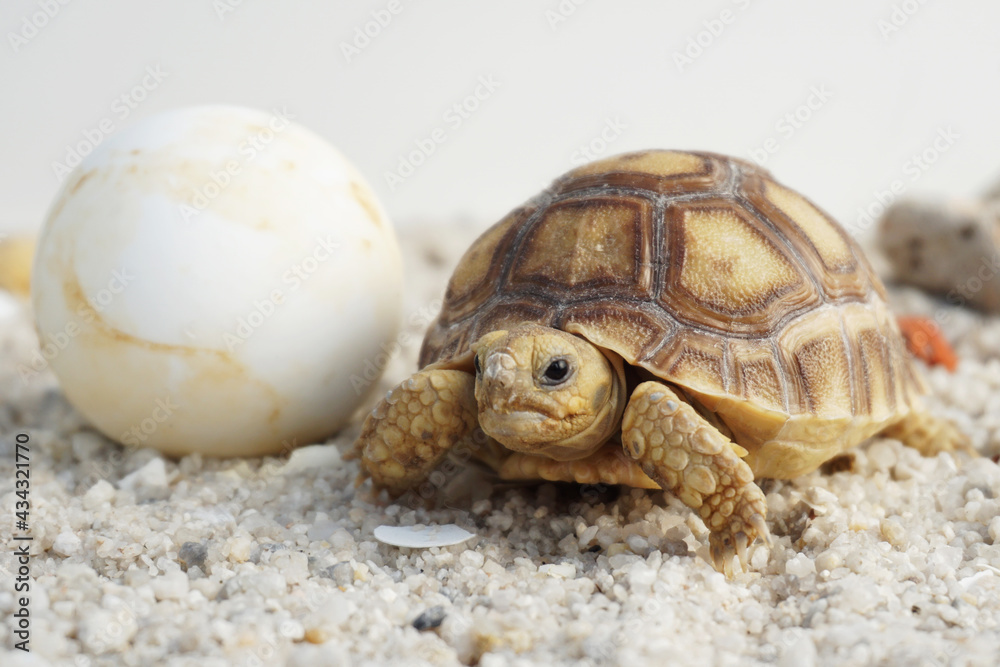 Obraz premium Africa spurred tortoise being born, Tortoise Hatching from Egg, Cute portrait of baby tortoise hatching, Birth of new life,Natural Habitat