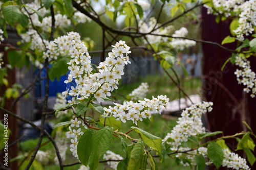 A flowering branch of the cherry tree (Latin: Prúnus pádus) in the garden