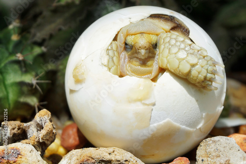 Africa spurred tortoise being born, Tortoise Hatching from Egg, Cute portrait of baby tortoise hatching, Birth of new life,Natural Habitat