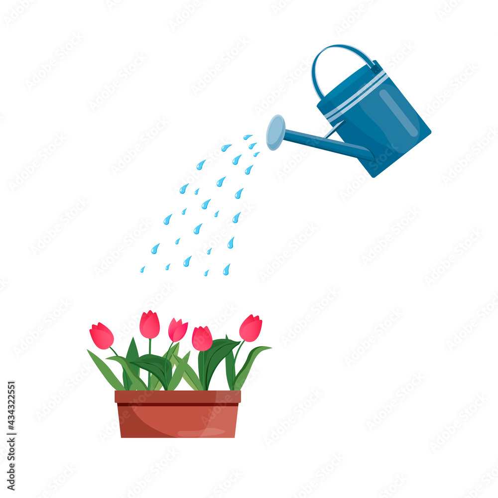 Vector blue watering can isolated on a white background. Gardening tools. Tulip are watered from a watering can. Vector blue watering can isolated on a white background. Gardening tools. Tulip are watered from a watering can.