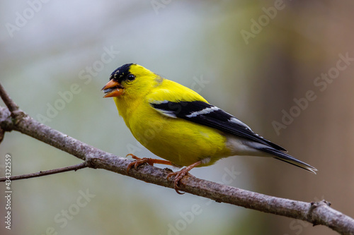 Close up of an American goldfinch (Spinus tristis) perched on a tree limb during spring. Selective focus, background blur and foreground blur. 