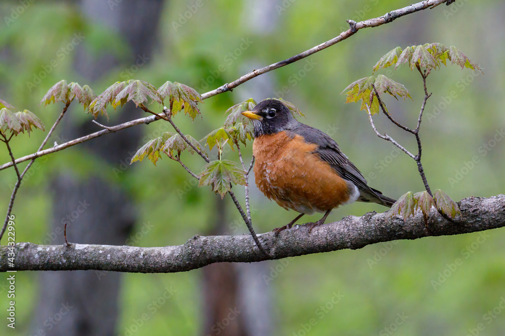 American robin (Turdus migratorius) perched on a tree limb during spring.
American robin (Turdus migratorius) perched on a tree limb during spring.