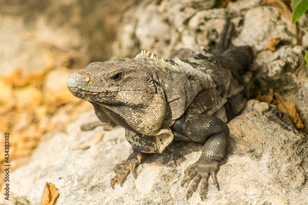 Guana resting on perch in mexico