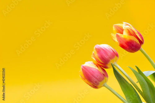 Close up fresh tulips on yellow background. Happy holiday card. 