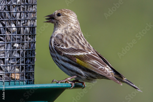 Close up of a Pine siskin (Spinus pinus) perched on a bird feeder feeding on sunflower seeds during spring. Selective focus, background blur and foreground blur. 