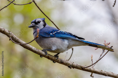 Close up of a Blue jay (Cyanocitta cristata) perched in a tree during spring. Selective focus, background blur and foreground blur.  © Aaron J Hill