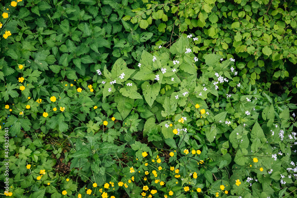Spring flowers and plants Spring flowers and plants