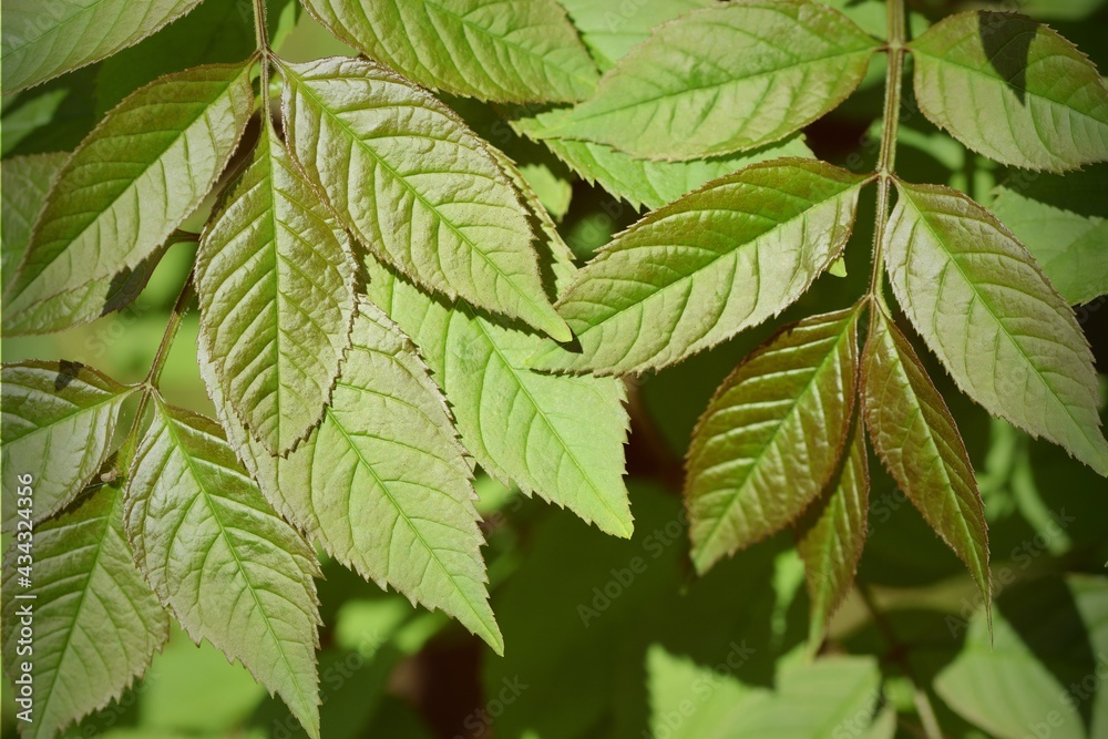 Spring leaves background, ash spring leaves closeup, nature background Spring leaves background, ash spring leaves closeup, nature background