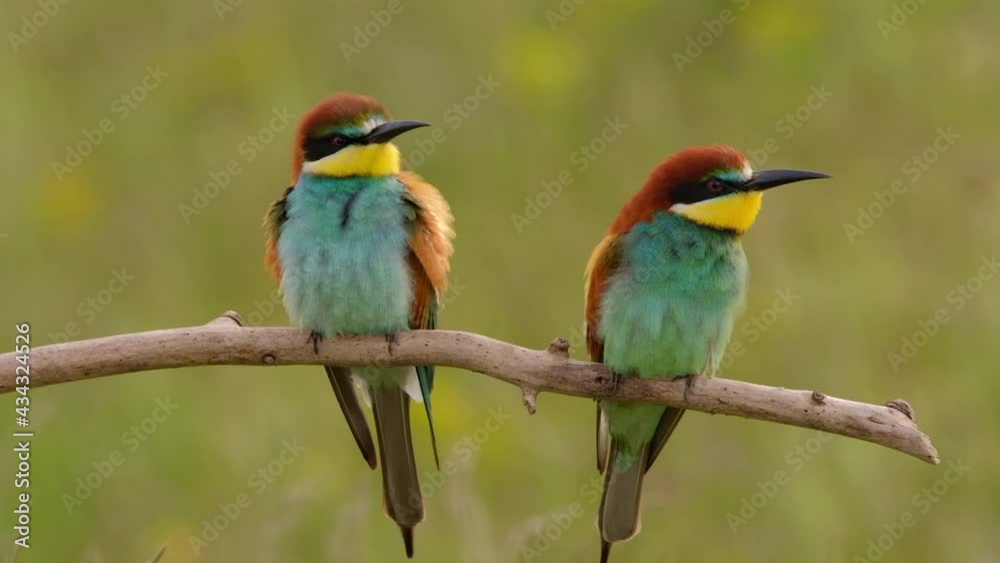 Colorful bee-eater on tree branch, against of yellow flowers background Colorful bee-eater on tree branch, against of yellow flowers background