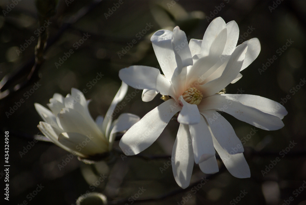 Magnolia étoilé blanc