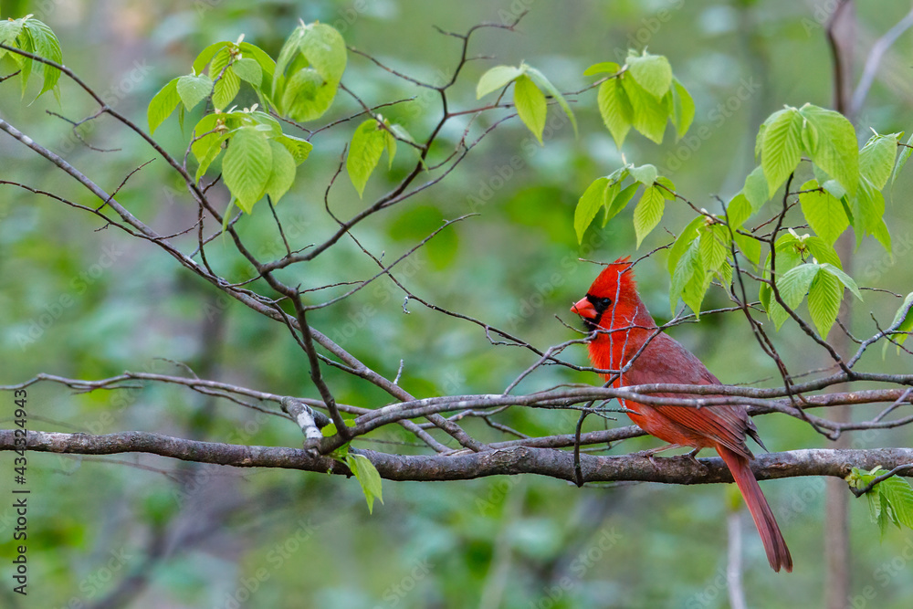 Northern cardinal (Cardinalis cardinalis) perched on a tree branch during spring. Selective focus, background blur and foreground blur.
