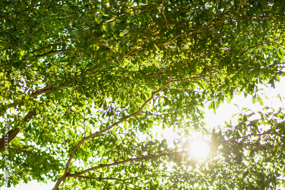 green leaves background green leaves background
