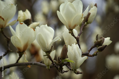 Magnolia blanc au printemps