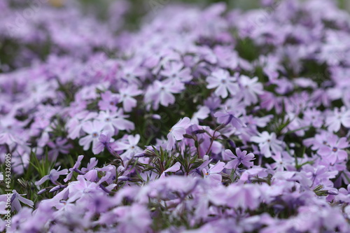 Many beautiful purple flowers bloomed in the spring in the flower bed. 