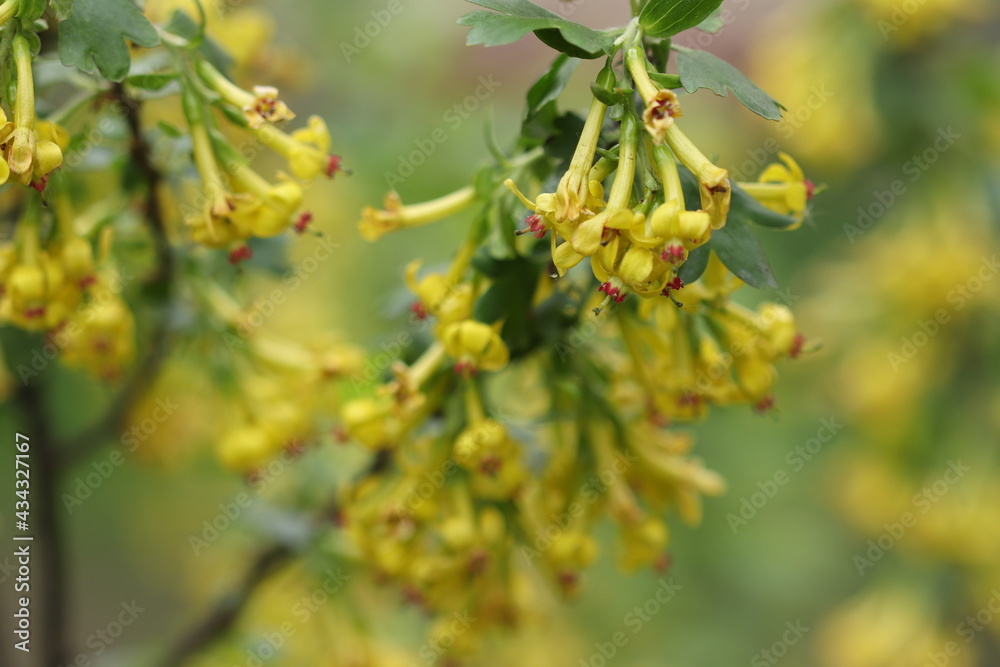 Many yellow flowers bloomed on the bush in spring. 
