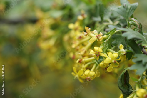 Many yellow flowers bloomed on the bush in spring. 