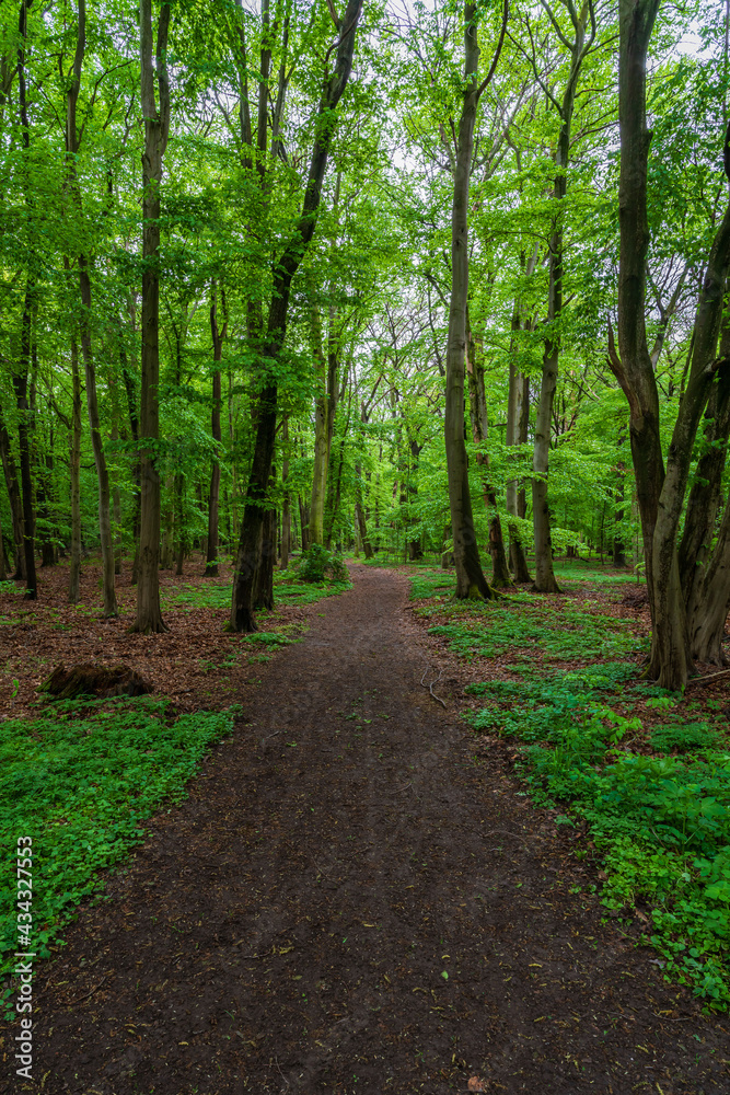 Path into a green forest in Germany