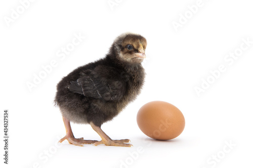 Little chicken isolated on white