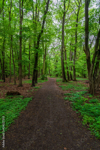 Path into a green forest in Germany