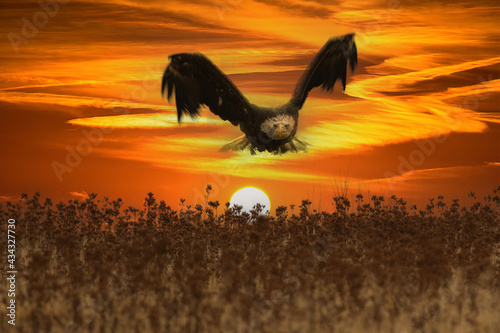 Fototapeta Naklejka Na Ścianę i Meble -  beautiful bald eagle in flight at sunset usa