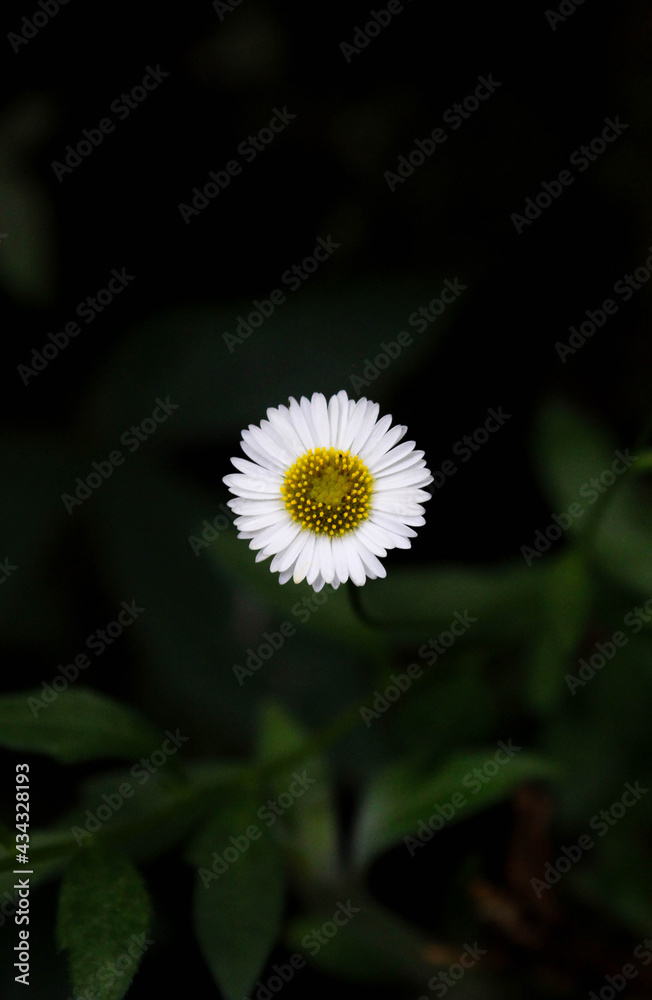 daisy in the garden, margarita en el jardín, flor color blanco. daisy in the garden, margarita en el jardín, flor color blanco.