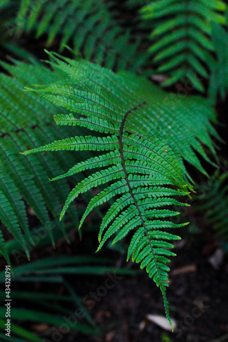 fern leaf in the forest, 