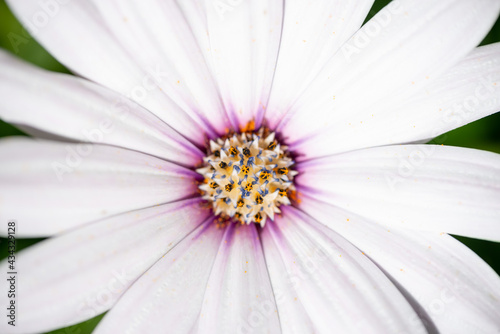Macro photography of a white osteopermum (african daisy)