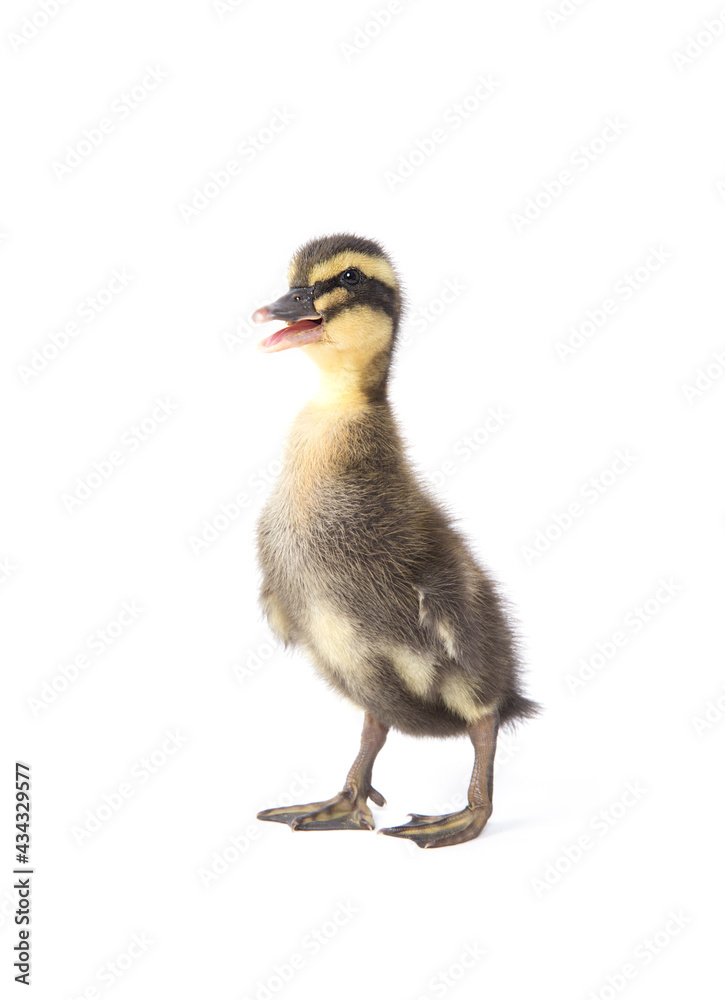 Cute little newborn fluffy duckling. One young duck isolated on a white background. Cute little newborn fluffy duckling. One young duck isolated on a white background.