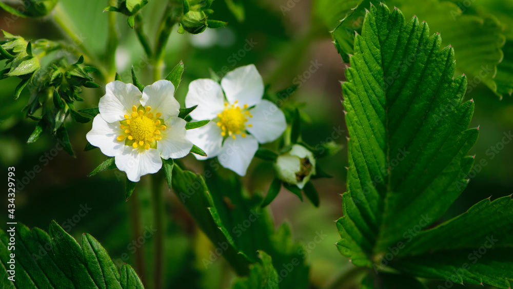 small white strawberry flower, close-up. forest strawberry flowers in green grass. Flowers with white petals and green leaves in a macro with bokeh. green blurred background, plenty of space for text small white strawberry flower, close-up. forest strawberry flowers in green grass. Flowers with white petals and green leaves in a macro with bokeh. green blurred background, plenty of space for text