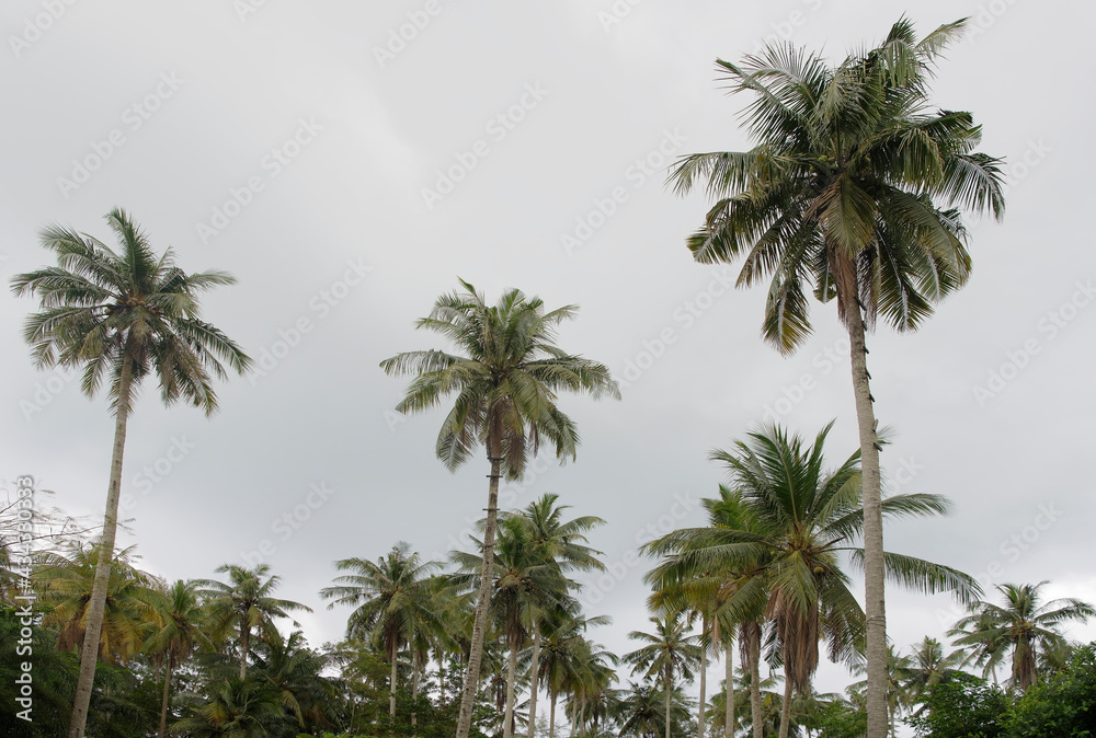  Coconut palms on the coconut island