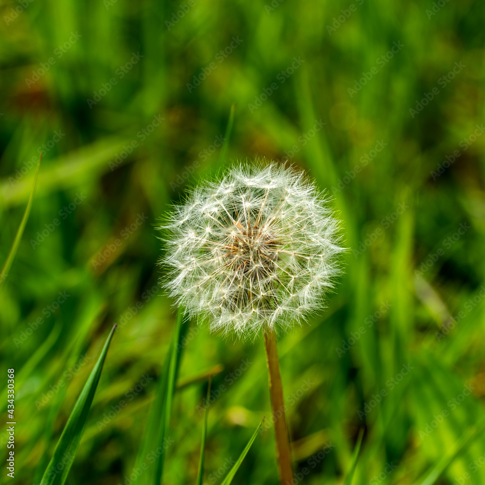 Close up of a Dandelion seedball (Taraxacum officinale)
Close up of a Dandelion seedball (Taraxacum officinale)