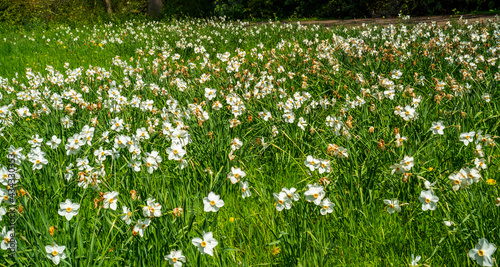 Field of white Daffodils (Narcissus) 