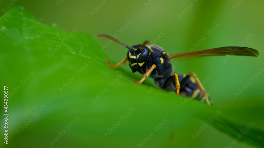 European wasp. Ultra macro photo. Wasp on a green leaf. Parts of the body of a wasp close-up. Insect close-up. Yellow pattern on the black body of a wasp. Green background. nature close-up European wasp. Ultra macro photo. Wasp on a green leaf. Parts of the body of a wasp close-up. Insect close-up. Yellow pattern on the black body of a wasp. Green background. nature close-up