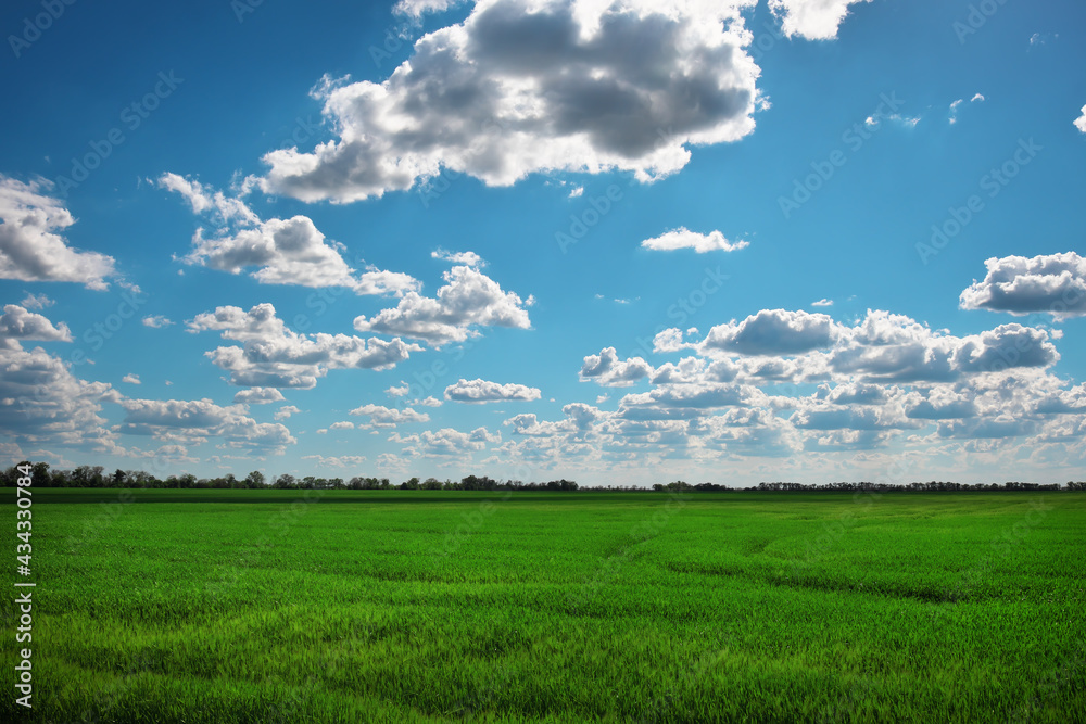 Green field and blue sky with white clouds Green field and blue sky with white clouds