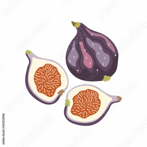 Vector illustration of ripe juicy figs. Whole fruit and slices in half. Fig tree fruit isolated on white background. 