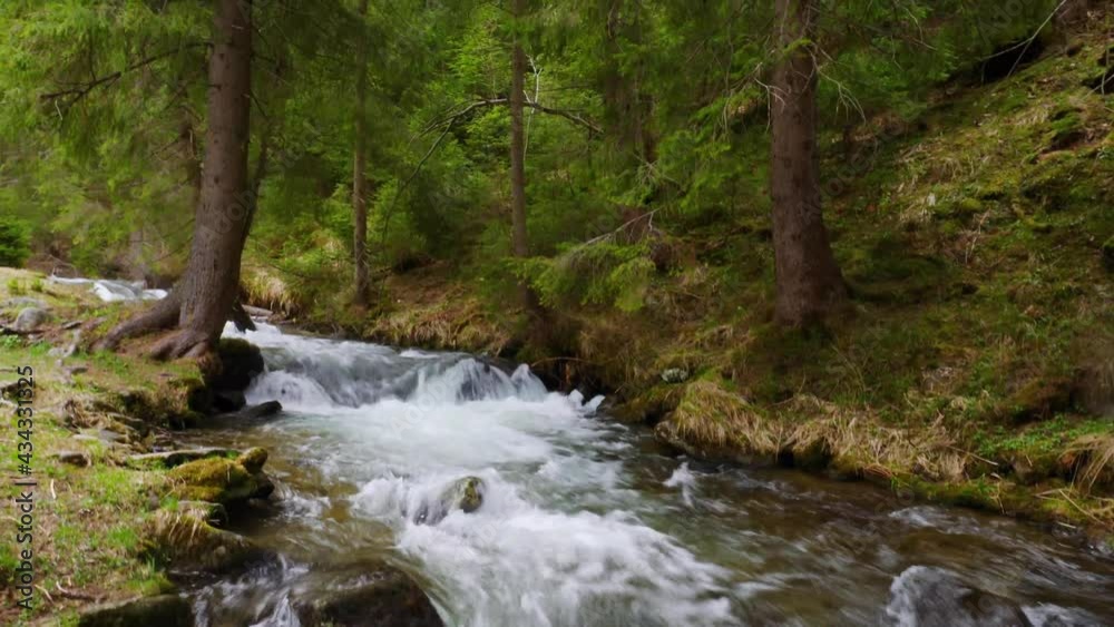 river rapids in dense forest, whitewater forest stream, Scandinavian woods river, wilderness, flowing water river rapids in dense forest, whitewater forest stream, Scandinavian woods river, wilderness, flowing water