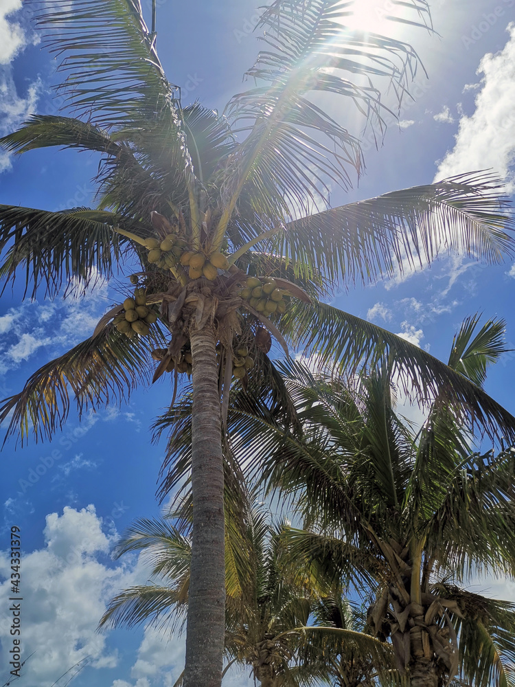 Fototapeta premium Palmtrees in the Bahamas