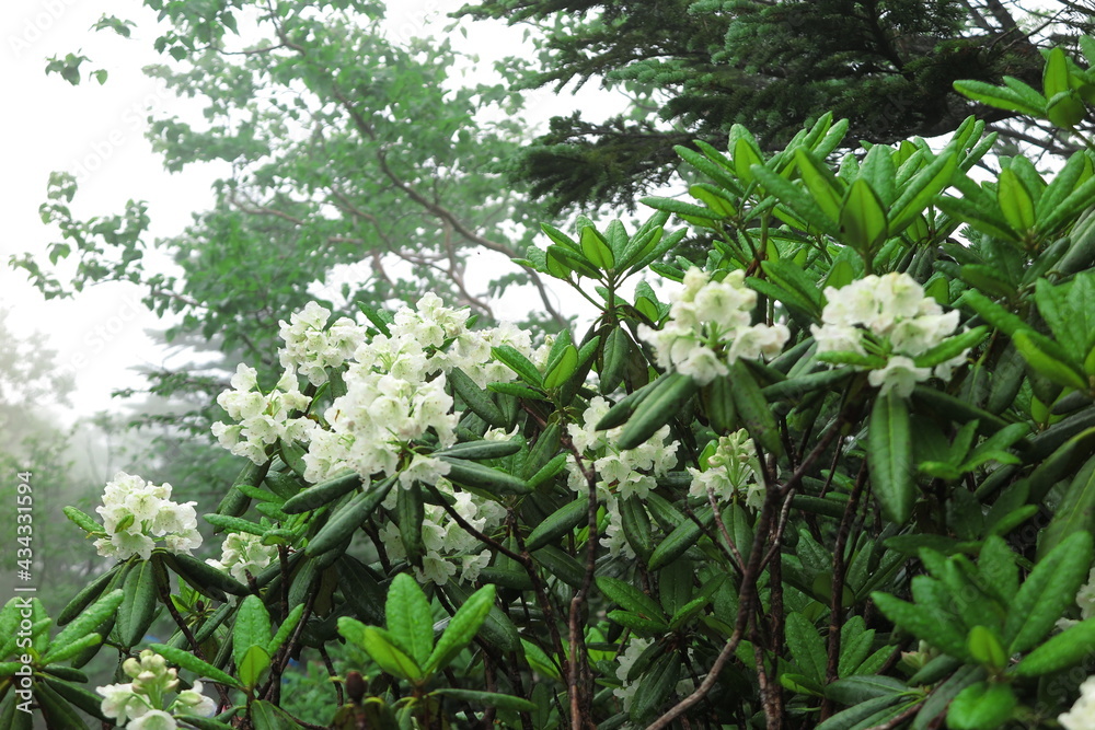 朝霧の中の登山　シャクナゲの花が満開の風景