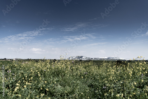 field and blue sky