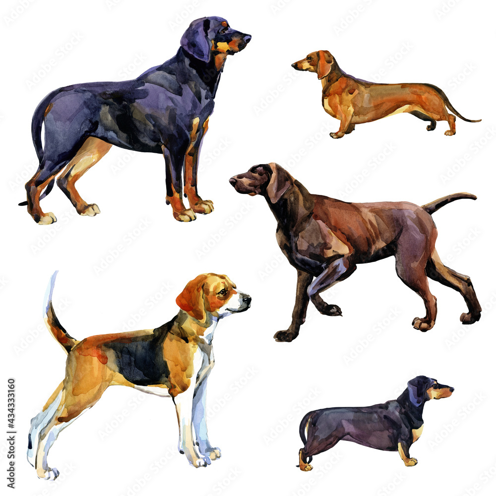 watercolor hand drawn hunting dog breeds set. German Shorthaired Pointer. Dachshund. Slovensky Kopov. English Foxhound. animal clipart.