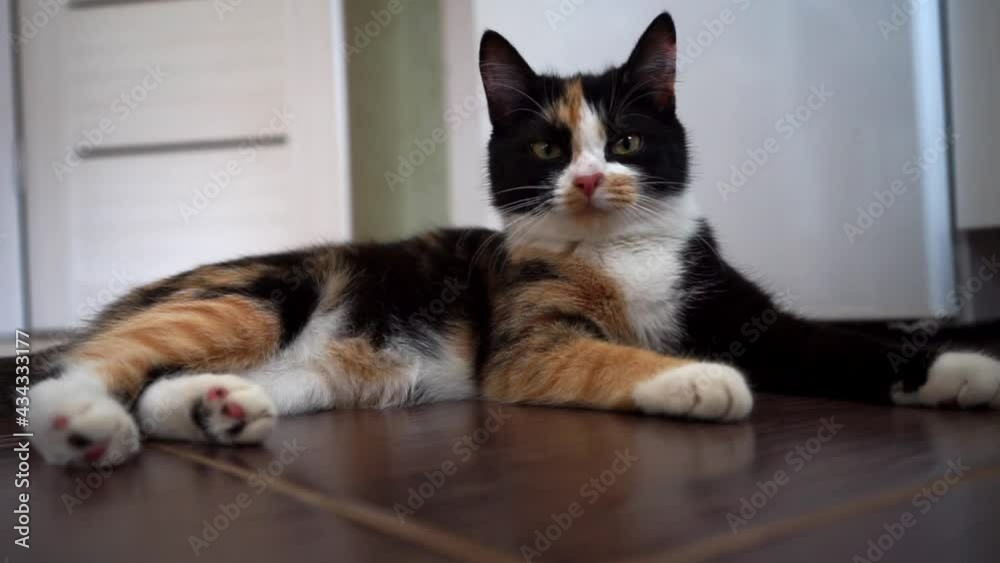 cat lying on the floor is watching the movement of something. cat lying on the floor is watching the movement of something.