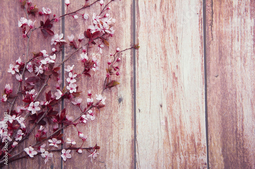 natural pink cherry blossoms on wooden background